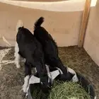 جفار طيبه للبيع