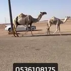 خلفه رمانيه