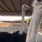 بيض ن ع ا م مخصب