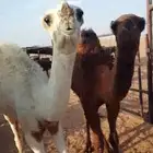 حشو طيبه
