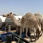نياق
