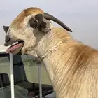 فحل بيشي اكحل