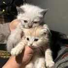 قطط كيتن للبيع