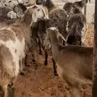 جذعات سوكن درماني دفيع ووليد