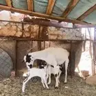عنز بيشيه
