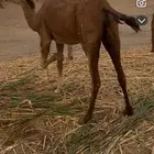 بكره رباع جنبه
