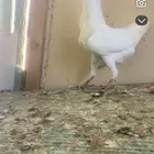 حمام مالتيز