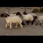 رخال نعيم صنف
