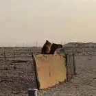 بكره فاخره ملاقي حمراء ساحليه