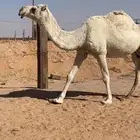 لقحه لها 3 شهور