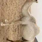 ناقه