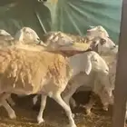 ضان حرش صنف رقم 1 دقيع