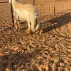 طلي حري جذع فحل صنف