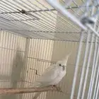 ذكر كروان البينو ( تم البيع )