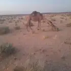 ناقه