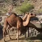 بكار حمر للبيع