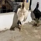 شامو يابانيه بيور