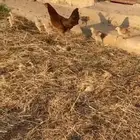 دجاج بلدي