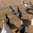 بط بح بياض العدد 30 انثى و 10 ذكور تقريبا