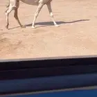 للبيع الرمانيه القحه
