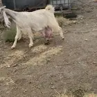 عنز مشروكة دافع تصبح تمسي