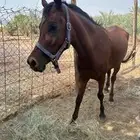 خيول عربية