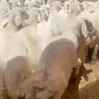 بهم حري شحم العدد60ورخال4 العمر6شهور الموقع شمال عفيف