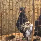 حمام باكستاني