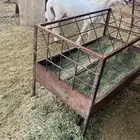 طلي