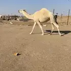 ضريبه رباع طيبه