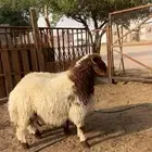 ضحايا فاخره