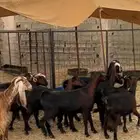 معزا عوارض ع620