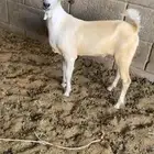 تيس داغور