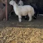 طليان جذعان