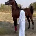خيل