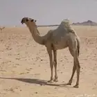 الي يبي حواره فرديه ضغط عالي او يبي بكار مزاين صح