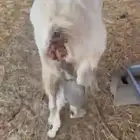 عنز معه تيس وحليب وافرر