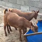 تيوس دهم ( تم البيع ).