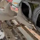 حمام زاجل