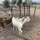 تيس فحل