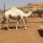 لقحه وضحاء