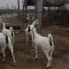 ماعز بيشي