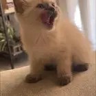 للبيع قطط راغدول