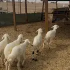 بهم تربية تم البيع