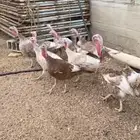 دجاج رومي اكريمي