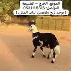 خروف و رخل دواء الثلاجة