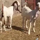 جفار مشاريك طيبه