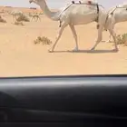 ضروبه على جميع الشروط على اول شقق