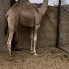 قعود بلدي ع حليب امه