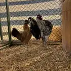 دجاج زينة كوبرا كويتي